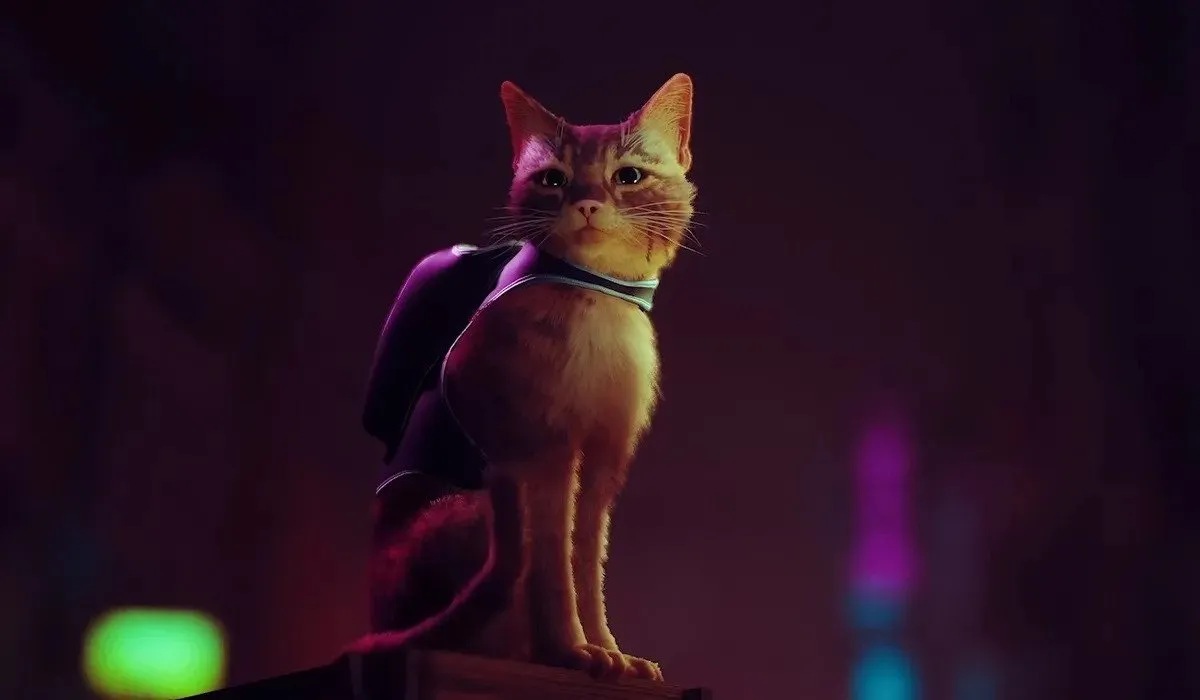 所有 Stray 实体版中包含的所有内容
