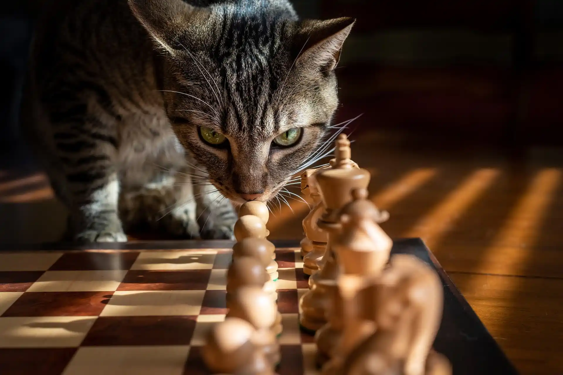 我练了一年国际象棋，我所要表现的只是子弹评分的飙升